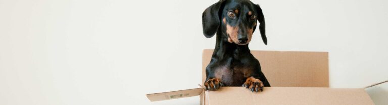 Huisdieren-Verhuizen-Tips