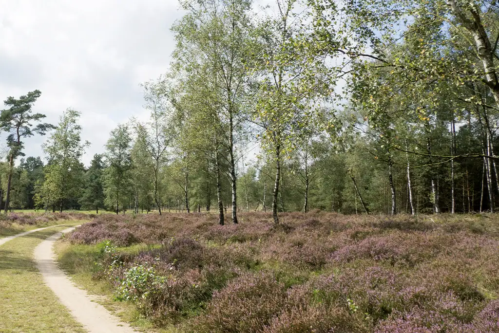 Driehuis Mooijekind Vleut Makelaars